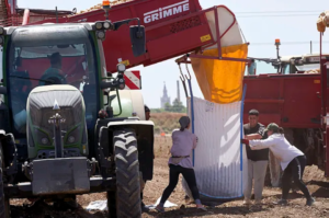 La cosechadora carga sacos de patatas en una plantación de Camas (Sevilla).GOGO LOBATO