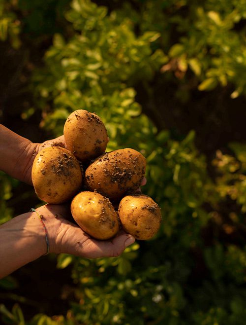 Proyecto ‘Meléndez x Origen’, campo de ensayo de la patata