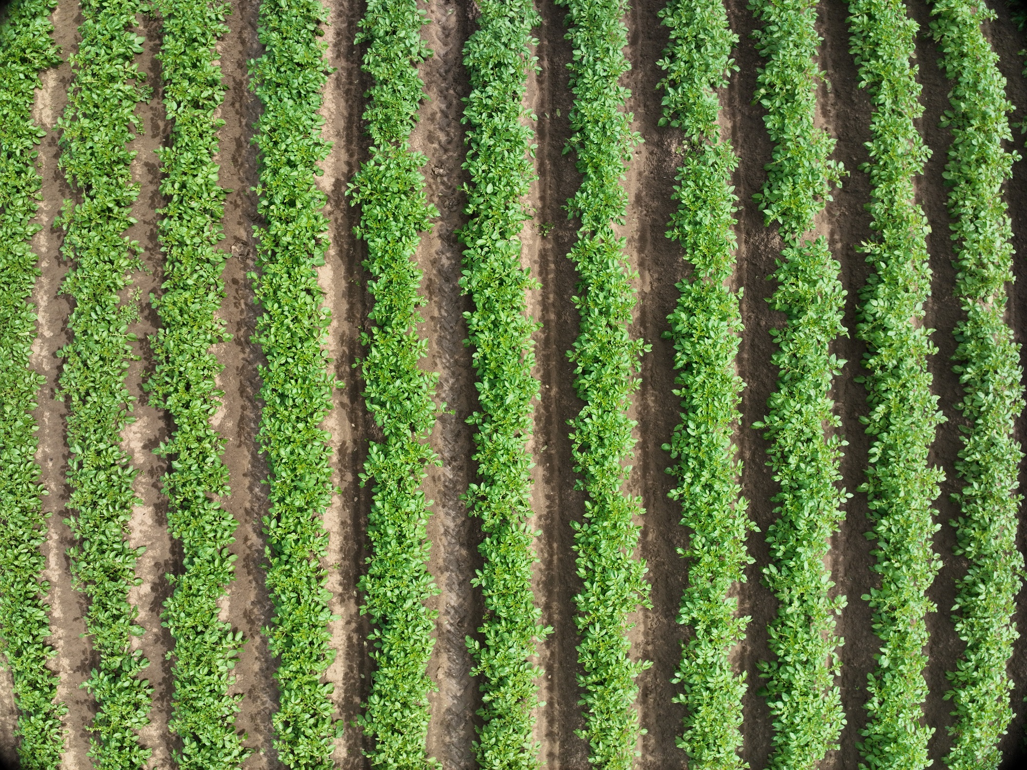 Mildron alcanza óptimos resultados en su objetivo de mejorar la lucha contre el mildiu en el cultivo de la patata